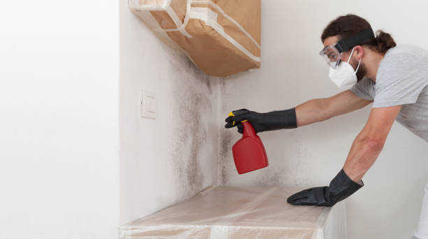 Professional Attic Mold Removal technician working in Newtonville, MA