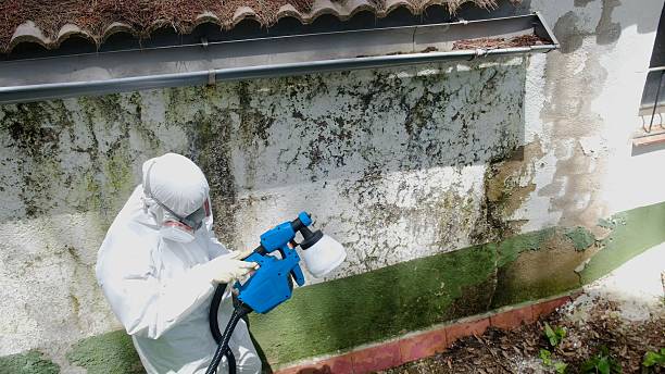 Trusted Attic Mold Removal service in Newtonville, MA - Cheap Mold Removal